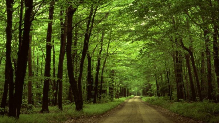 road in the forest