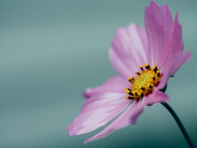 purple flower