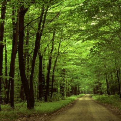 road in the forest