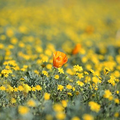 field of flowers