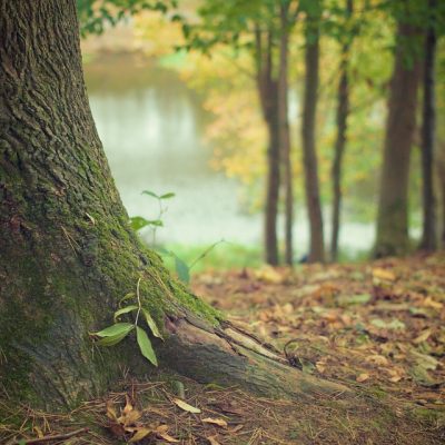 tree trunk and roots forest