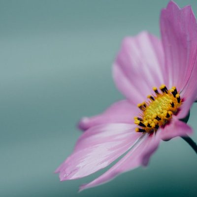 purple flower