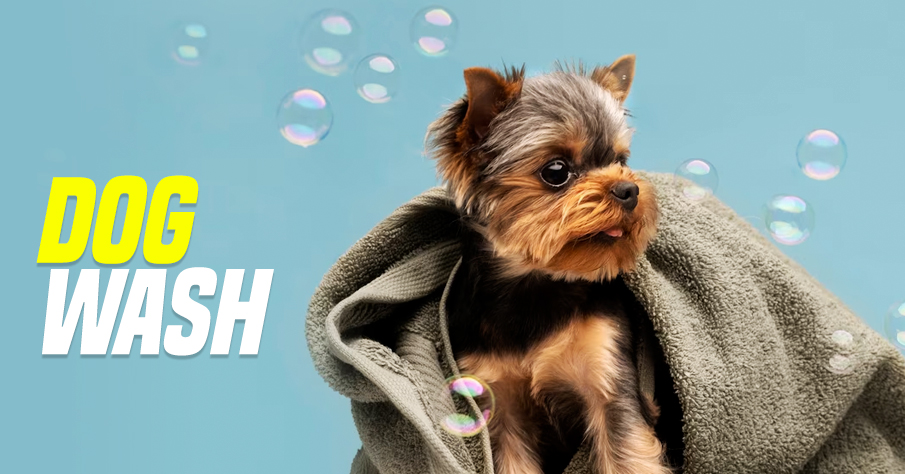 Dog Wash | fundraising ideas for elementary schools