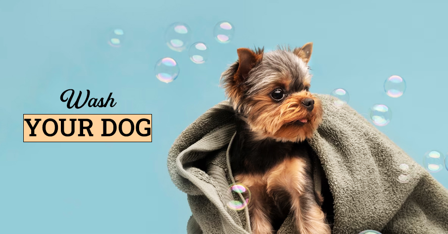 Wash the dog | softball fundraiser ideas